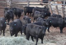 Quality draft at bull sale