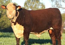 Bulls are ready for work