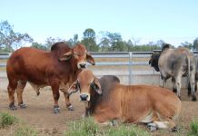 Quality Brahman sires