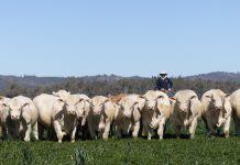 Jim’s pride in Ascot’s bulls