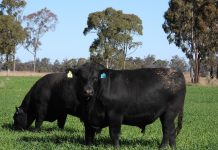 Third on-property bull sale