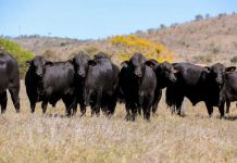 A strong lineup for CBC