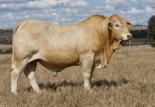 Top-quality Charbrays on display