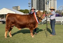 Great year in the show ring for Midas Gelbvieh