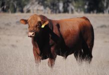 The Golden advantage