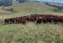 Focusing on temperament