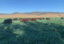 Talgai performance amazes