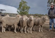 Next-gen stud has ram sale