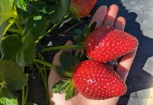 ’Stella’ day for growers