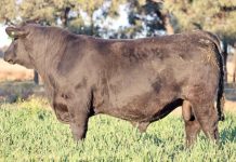 Bulliac Angus raising the bar