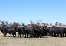 Carabar bulls a top choice