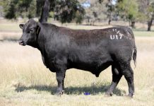 Quality Carabar bull sale