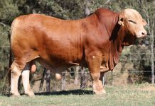 Bull fetches six figures