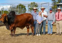 Buckle up for Brahman Week