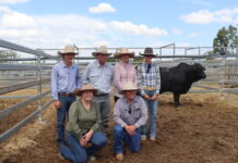 Brangus bull for $34,000