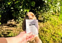 Pooch helps with windfall
