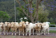 Line-up of 70 beefy bulls