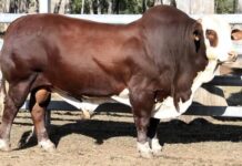 Bull fetches cool $45,000