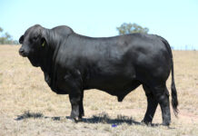 Historic price is no bull