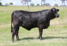 Vendors left impressed