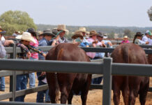 Santa Gertrudis do job right