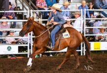 Stock horse milestone