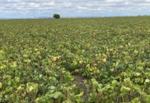 A bright market outlook