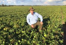 Seed quality is crucial