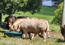 A ’Golden’ opportunity