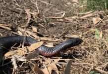 Stay sssssafe this snake season