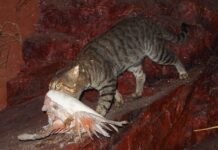 QLD rejects national cat management plan