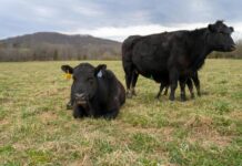 Enhancements are here