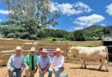 Kandanga sales success