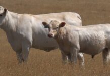 The Heart of the Herd