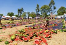 Festival’s one in a melon