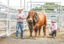 661 lots at All Breeds sale