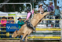 Riders buckle up in Calliope