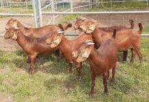 Top goats, sheep on offer