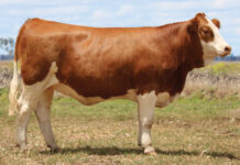 Top honours at Beef 2024