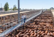 Cattle sales across region