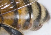 Varroa Mite destruction