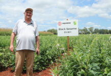 Open to sesame opportunity