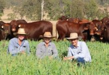 First online bull sale