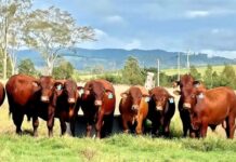 The ’complete package’