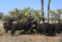 Bulliacs boasts quality