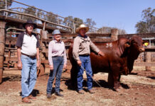 Best bulls in the Burnett