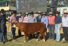 Comiskey Group snaps up premium Hereford steer to support Farm Angels