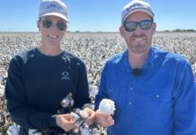 Planting as picking ends