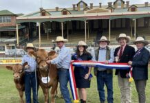 Midas Gelbvieh celebrates show success at Ekka 2025