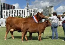 Embrace power of red